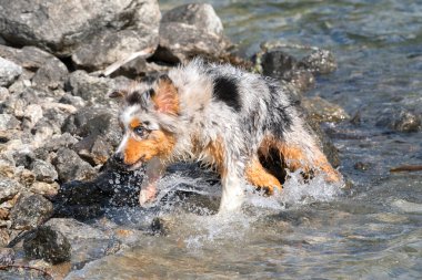 Mavi merle Avustralyalı çoban köpeği İtalya 'nın Piedmont kentindeki Ceresole Reale gölünün kıyısında koşar.