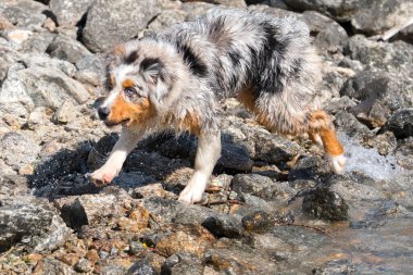 Mavi merle Avustralyalı çoban köpeği İtalya 'nın Piedmont kentindeki Ceresole Reale gölünün kıyısında koşar.