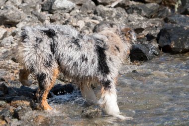 Mavi merle Avustralyalı çoban köpeği İtalya 'nın Piedmont kentindeki Ceresole Reale gölünün kıyısında koşar.