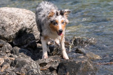 Mavi merle Avustralyalı çoban köpeği İtalya 'nın Piedmont kentindeki Ceresole Reale gölünün kıyısında koşar.
