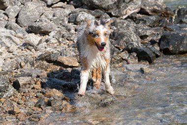 Mavi merle Avustralyalı çoban köpeği İtalya 'nın Piedmont kentindeki Ceresole Reale gölünün kıyısında koşar.