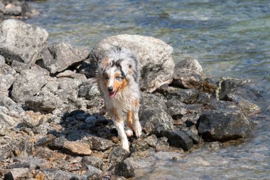 Mavi merle Avustralyalı çoban köpeği İtalya 'nın Piedmont kentindeki Ceresole Reale gölünün kıyısında koşar.