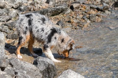 Mavi merle Avustralyalı çoban köpeği İtalya 'nın Piedmont kentindeki Ceresole Reale gölünün kıyısında koşar.