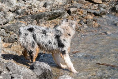 Mavi merle Avustralyalı çoban köpeği İtalya 'nın Piedmont kentindeki Ceresole Reale gölünün kıyısında koşar.