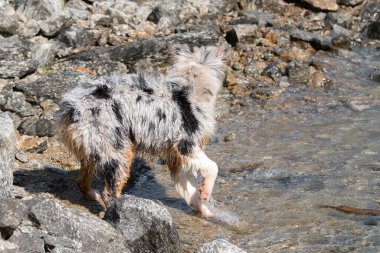 Mavi merle Avustralyalı çoban köpeği İtalya 'nın Piedmont kentindeki Ceresole Reale gölünün kıyısında koşar.