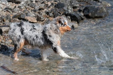 Mavi merle Avustralyalı çoban köpeği İtalya 'nın Piedmont kentindeki Ceresole Reale gölünün kıyısında koşar.