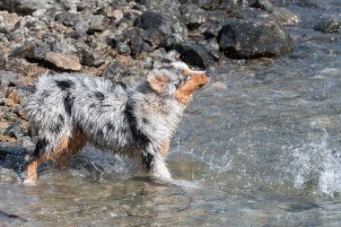 Mavi merle Avustralyalı çoban köpeği İtalya 'nın Piedmont kentindeki Ceresole Reale gölünün kıyısında koşar.