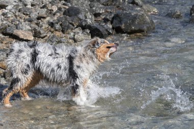 Mavi merle Avustralyalı çoban köpeği İtalya 'nın Piedmont kentindeki Ceresole Reale gölünün kıyısında koşar.