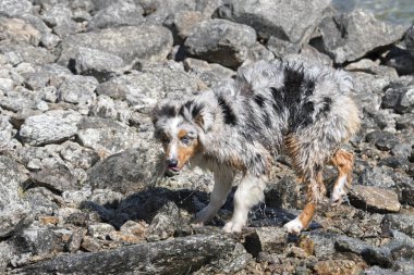 Mavi merle Avustralyalı çoban köpeği İtalya 'nın Piedmont kentindeki Ceresole Reale gölünün kıyısında koşar.