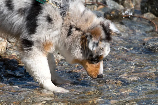ブルーメルルオーストラリアの羊飼いの子犬の犬は イタリアのピエモンテ州のセレスレ湖の海岸で実行されます — ストック写真