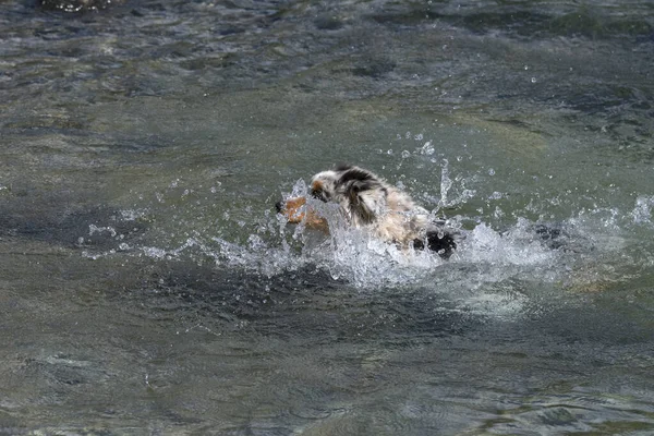 ブルーメルルオーストラリアの羊飼いの子犬の犬は イタリアのピエモンテ州のセレスレ湖の海岸で実行されます — ストック写真