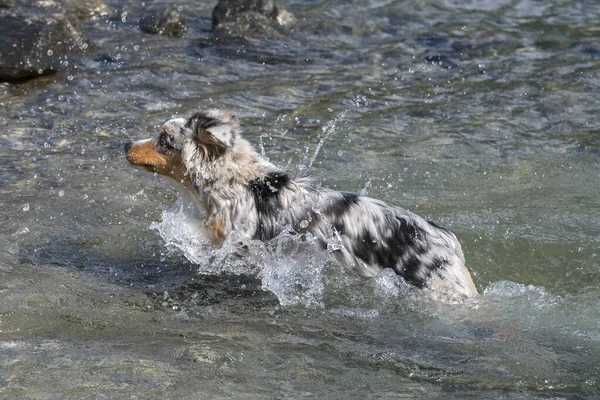 Mavi Merle Avustralyalı Çoban Köpeği Talya Nın Piedmont Kentindeki Ceresole — Stok fotoğraf