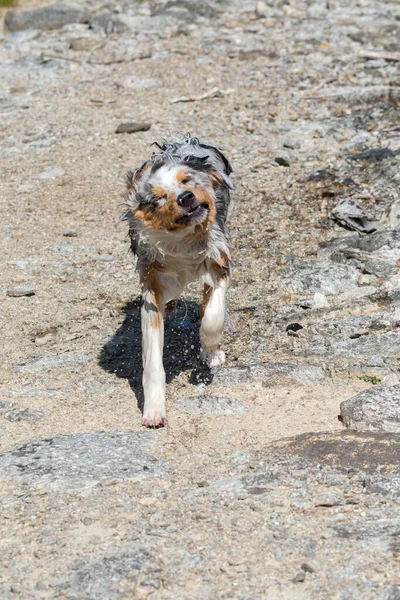 Blue Merle Australian Shepherd Puppy Dog Runs Shore Ceresole Reale — Stock Photo, Image