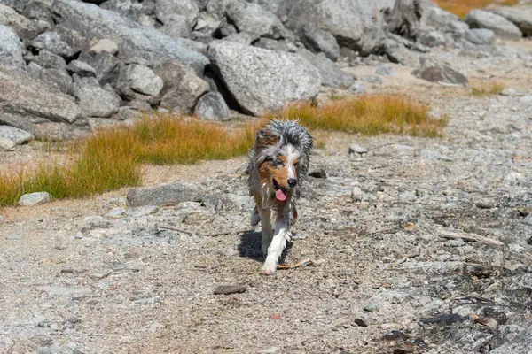 ブルーメルルオーストラリアの羊飼いの子犬の犬は イタリアのピエモンテ州のセレスレ湖の海岸で実行されます — ストック写真