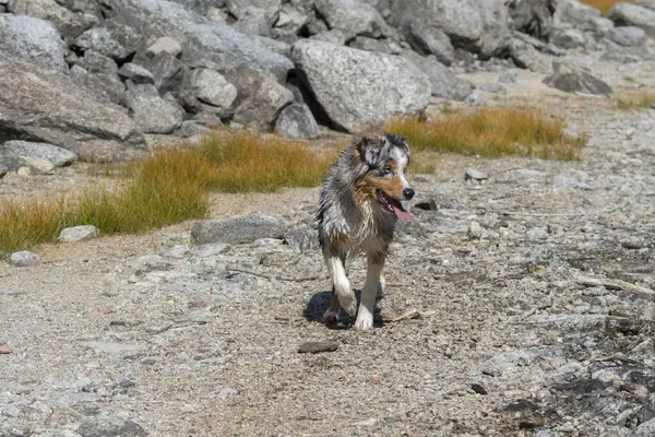 Bleu Merle Chien Berger Australien Court Sur Rive Lac Ceresole — Photo