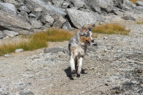 Bleu Merle Chien Berger Australien Court Sur Rive Lac Ceresole — Photo