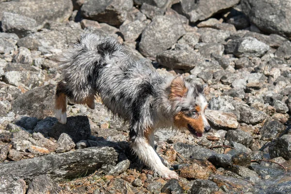 Mavi merle Avustralyalı çoban köpeği İtalya 'nın Piedmont kentindeki Ceresole Reale gölünün kıyısında koşar.