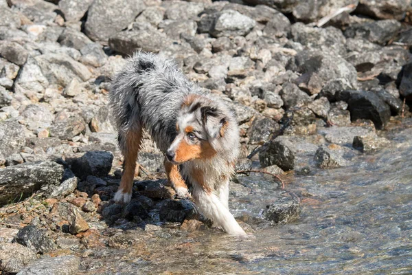 Mavi merle Avustralyalı çoban köpeği İtalya 'nın Piedmont kentindeki Ceresole Reale gölünün kıyısında koşar.