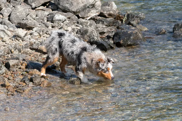 Mavi merle Avustralyalı çoban köpeği İtalya 'nın Piedmont kentindeki Ceresole Reale gölünün kıyısında koşar.