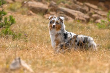 Mavi merle Avustralyalı çoban köpeği İtalya 'da Ligurya' da Praglia 'nın çayırında koşuyor.
