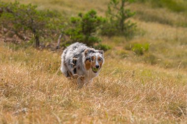 Mavi merle Avustralyalı çoban köpeği İtalya 'da Ligurya' da Praglia 'nın çayırında koşuyor.