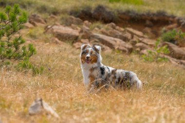 Mavi merle Avustralyalı çoban köpeği İtalya 'da Ligurya' da Praglia 'nın çayırında koşuyor.