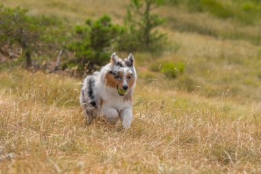 Mavi merle Avustralyalı çoban köpeği İtalya 'da Ligurya' da Praglia 'nın çayırında koşuyor.