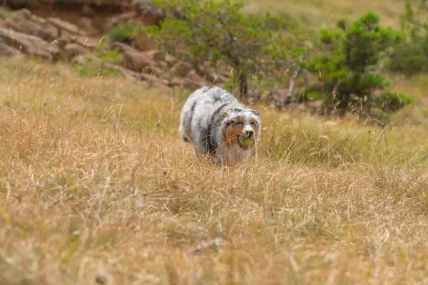 Bleu Merle Chien Berger Australien Chien Court Sur Prairie Praglia — Photo