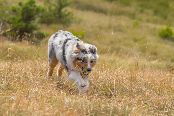Mavi merle Avustralyalı çoban köpeği İtalya 'da Ligurya' da Praglia 'nın çayırında koşuyor.