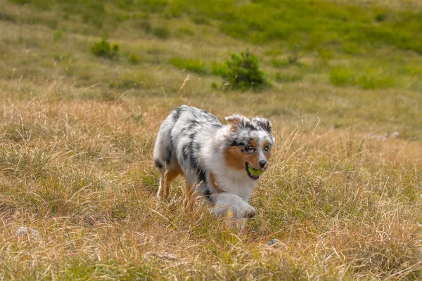 在意大利利古里亚 澳大利亚牧羊犬在草原上奔跑 — 图库照片