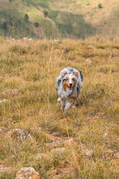 Biru Merle Anjing Gembala Australia Berjalan Padang Rumput Praglia Liguria — Stok Foto