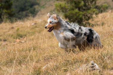 Mavi merle Avustralyalı çoban köpeği İtalya 'da Ligurya' da Praglia 'nın çayırında koşuyor.