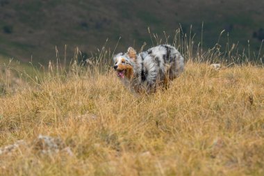 Mavi merle Avustralyalı çoban köpeği İtalya 'da Ligurya' da Praglia 'nın çayırında koşuyor.