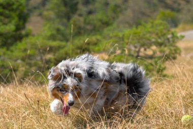 Mavi merle Avustralyalı çoban köpeği İtalya 'da Ligurya' da Praglia 'nın çayırında koşuyor.