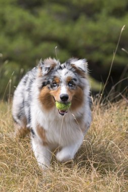 Mavi merle Avustralyalı çoban köpeği İtalya 'da Ligurya' da Praglia 'nın çayırında koşuyor.