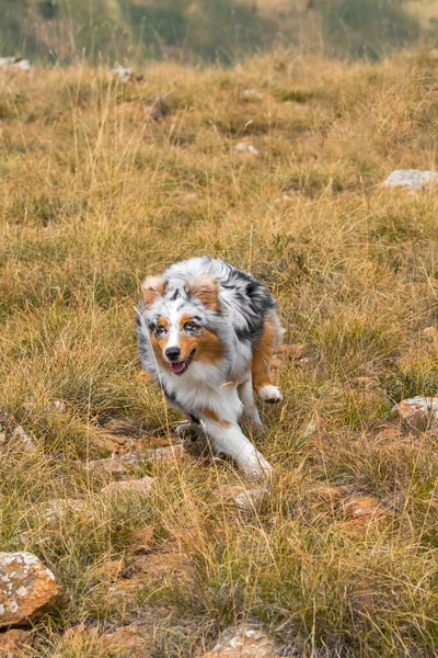 Perrito Pastor Australiano Merle Azul Corre Prado Praglia Liguria Italia — Foto de Stock