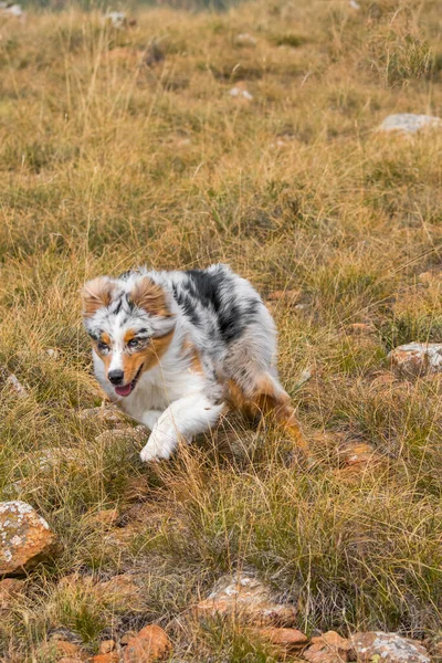 ブルーメルルオーストラリアの羊飼いの子犬の犬はイタリアのリグーリア州のPragliaの牧草地で実行されます — ストック写真