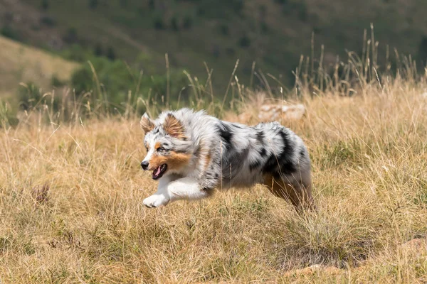 Mavi Merle Avustralyalı Çoban Köpeği Talya Ligurya Praglia Nın Çayırında — Stok fotoğraf