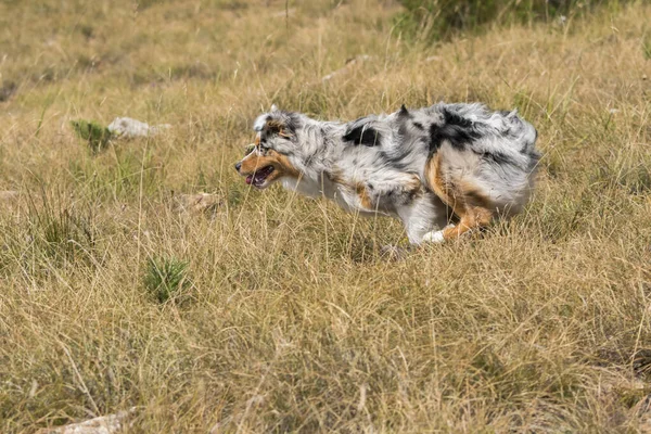 Blå Merle Australiska Herde Valp Hund Körs Ängen Praglia Ligurien — Stockfoto