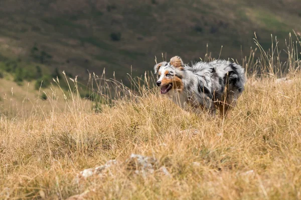 Merle Azzurro Cane Pastore Australiano Corre Sul Prato Dei Praglia — Foto Stock