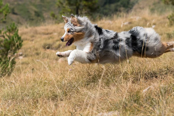 Blå Merle Australiska Herde Valp Hund Körs Ängen Praglia Ligurien — Stockfoto