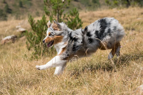 Mavi Merle Avustralyalı Çoban Köpeği Talya Ligurya Praglia Nın Çayırında — Stok fotoğraf