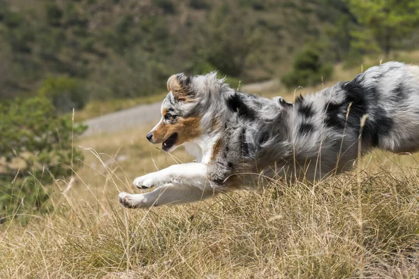 在意大利利古里亚 澳大利亚牧羊犬在草原上奔跑 — 图库照片