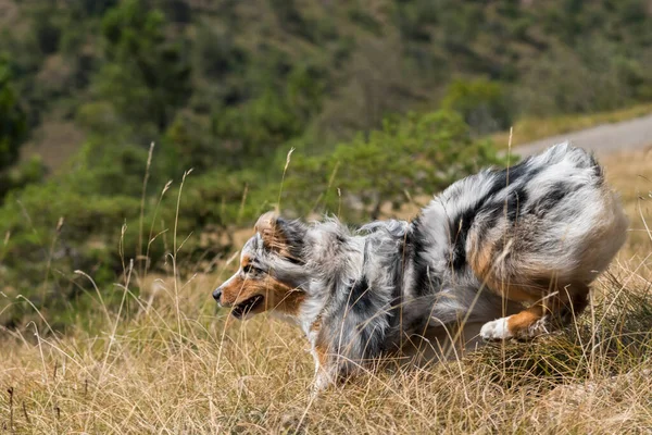 Mavi Merle Avustralyalı Çoban Köpeği Talya Ligurya Praglia Nın Çayırında — Stok fotoğraf