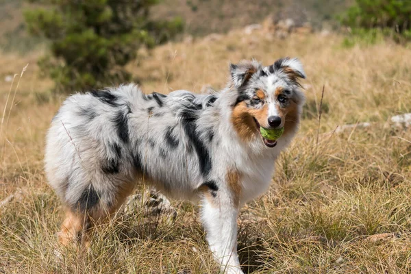 ブルーメルルオーストラリアの羊飼いの子犬の犬はイタリアのリグーリア州のPragliaの牧草地で実行されます — ストック写真