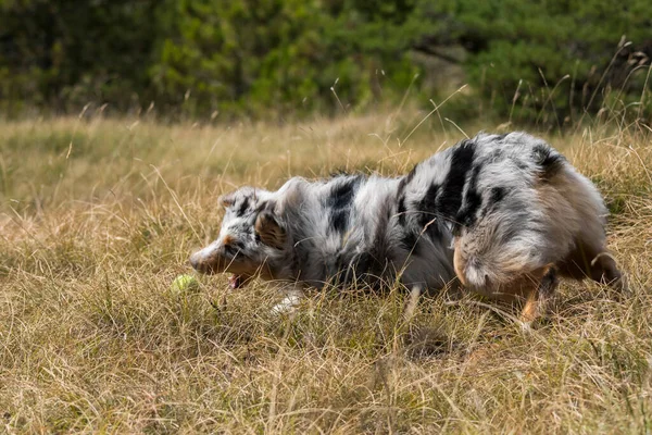 Azul Merle Cão Pastor Australiano Cachorro Corre Prado Praglia Ligúria — Fotografia de Stock