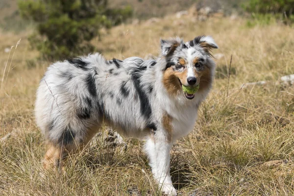 Modrý Merle Australský Ovčák Štěně Běží Louce Praglia Ligurii Itálii — Stock fotografie