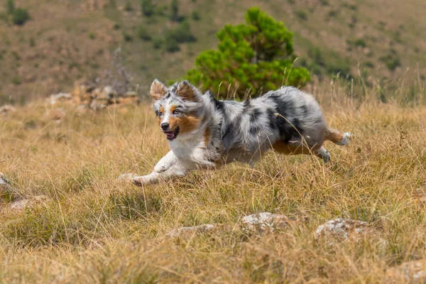 Mavi Merle Avustralyalı Çoban Köpeği Talya Ligurya Praglia Nın Çayırında — Stok fotoğraf