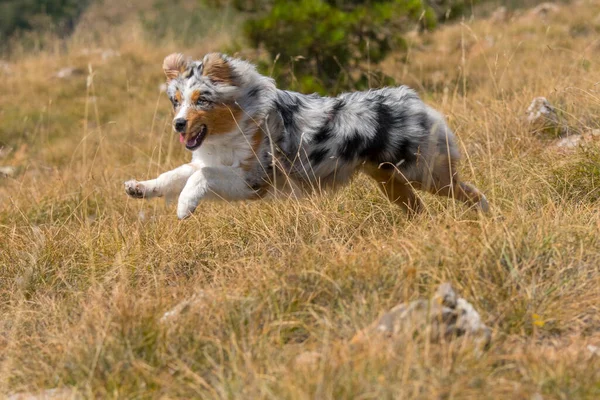 ブルーメルルオーストラリアの羊飼いの子犬の犬はイタリアのリグーリア州のPragliaの牧草地で実行されます — ストック写真