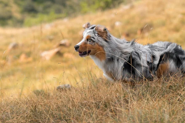 Blauwe Merle Australische Herder Puppy Loopt Het Weitje Van Praglia — Stockfoto